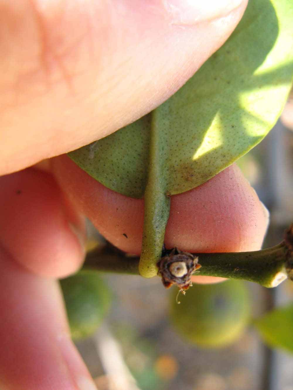              Petiole (Winter Haven, FL)       